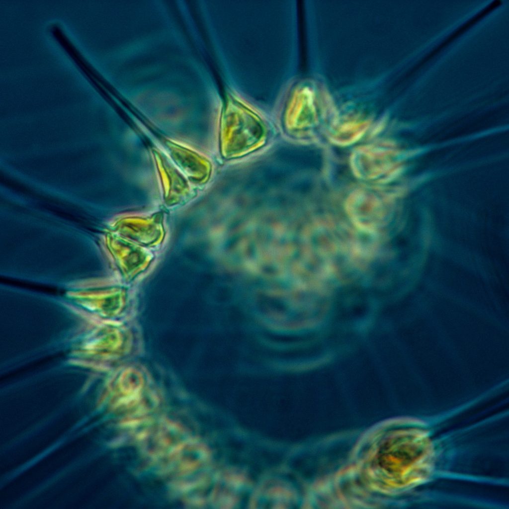 phytoplankton_-_the_foundation_of_the_oceanic_food_chain